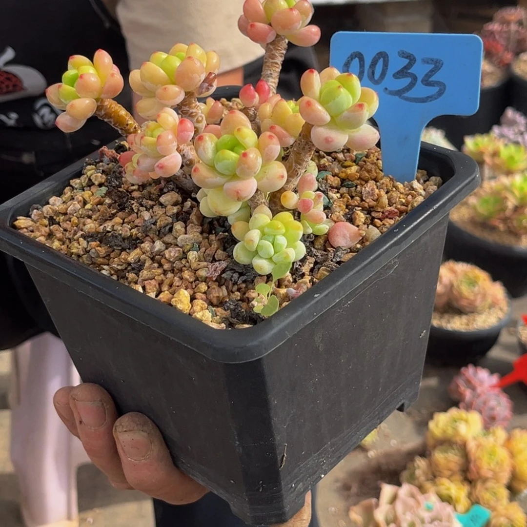 0033号下午多肉植物群生