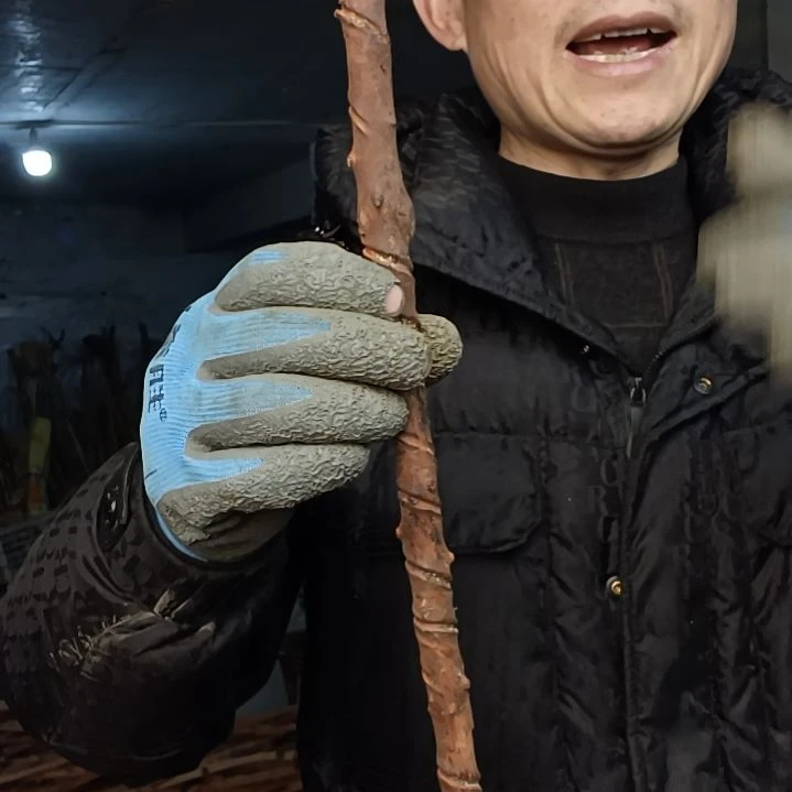 稳定木西*徐贵州檬子木   铁马鞭   根艺  半成品