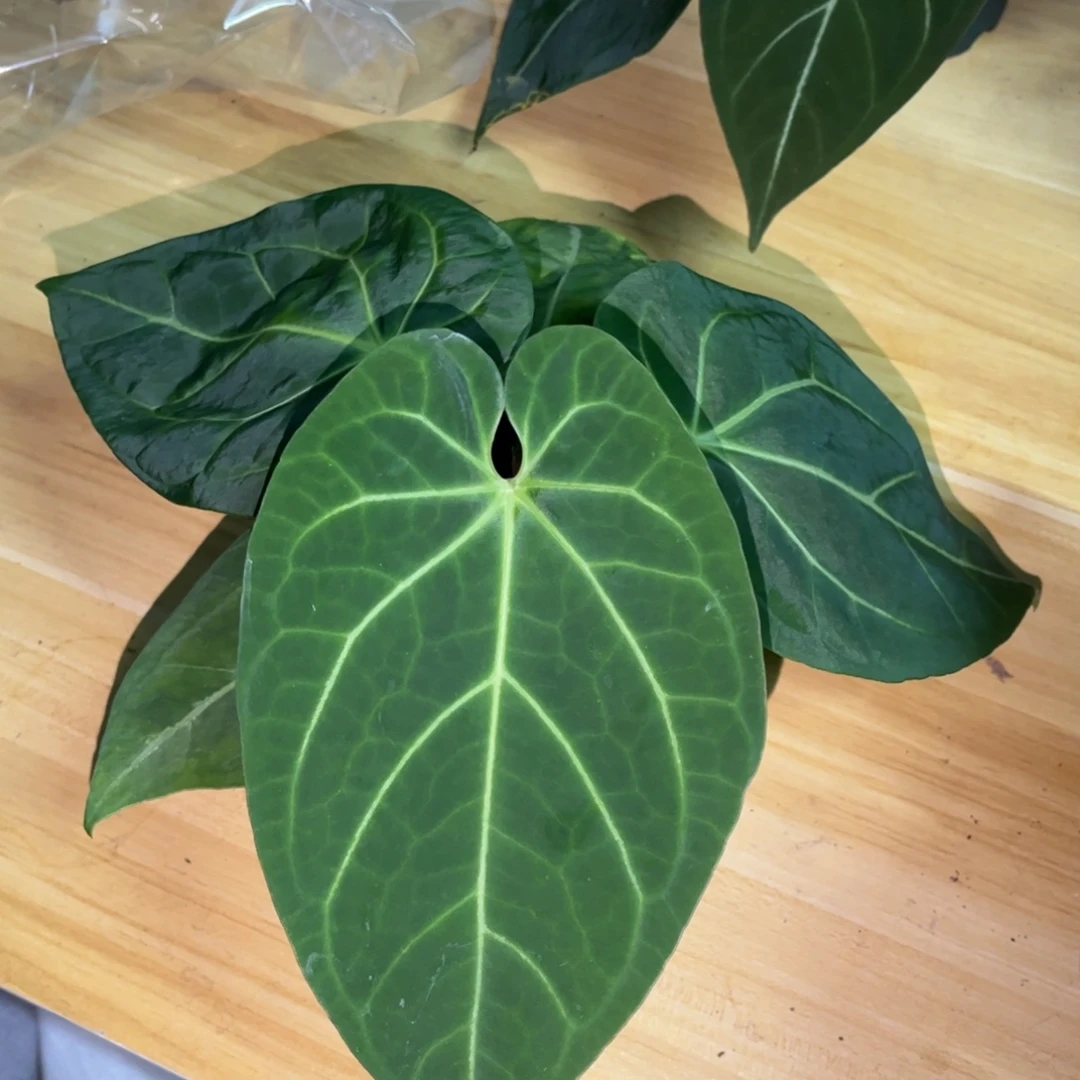 无花朵贝斯杂（活动两颗起拍 无售后）