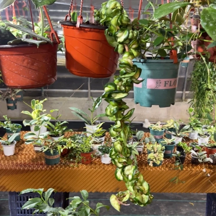 月***路无花朵卷內球兰大苗