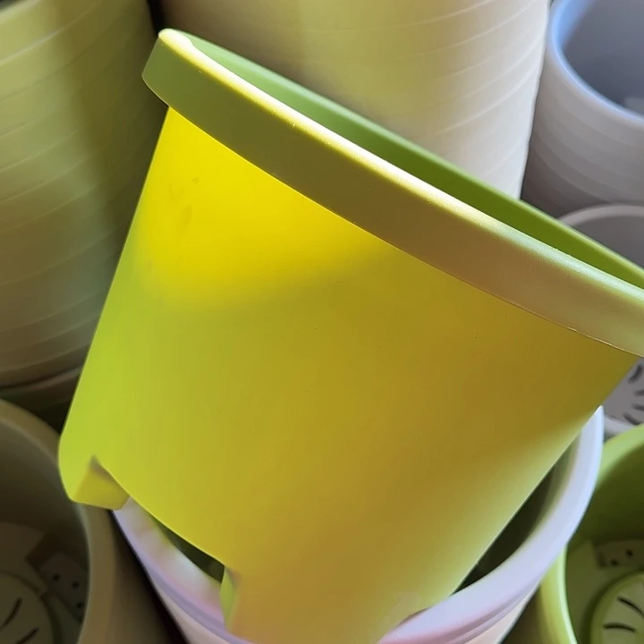 球根4号果绿无托5个