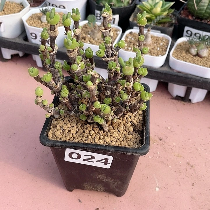 024大盆枝干兔子老桩