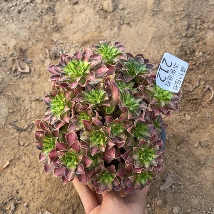 212韶华小绣球2号棚