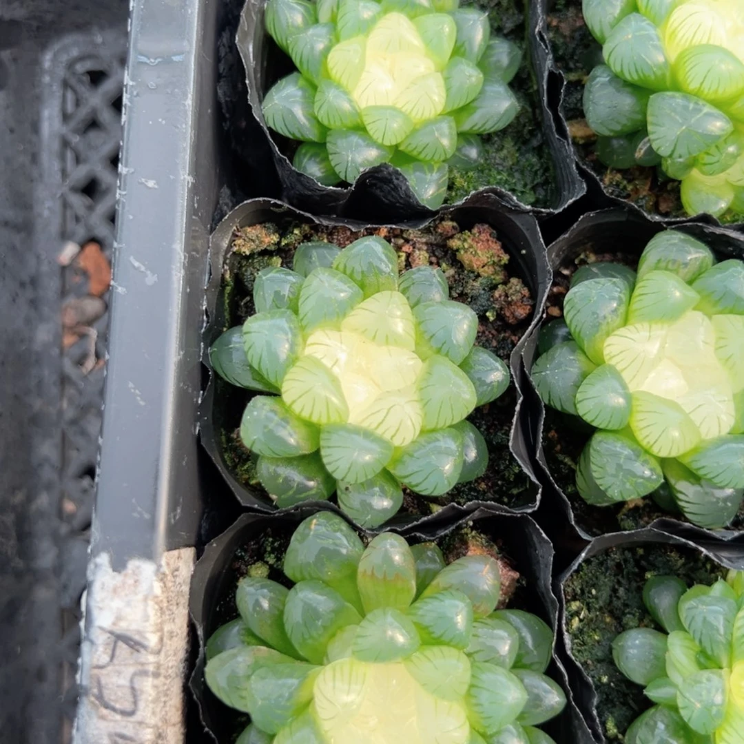 三盆糖心冰灯多肉植物一