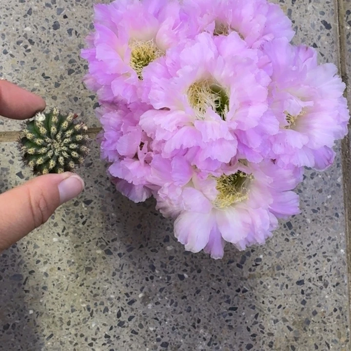 348彩草新粉洛歪无根侧牙4公分左右，20包邮