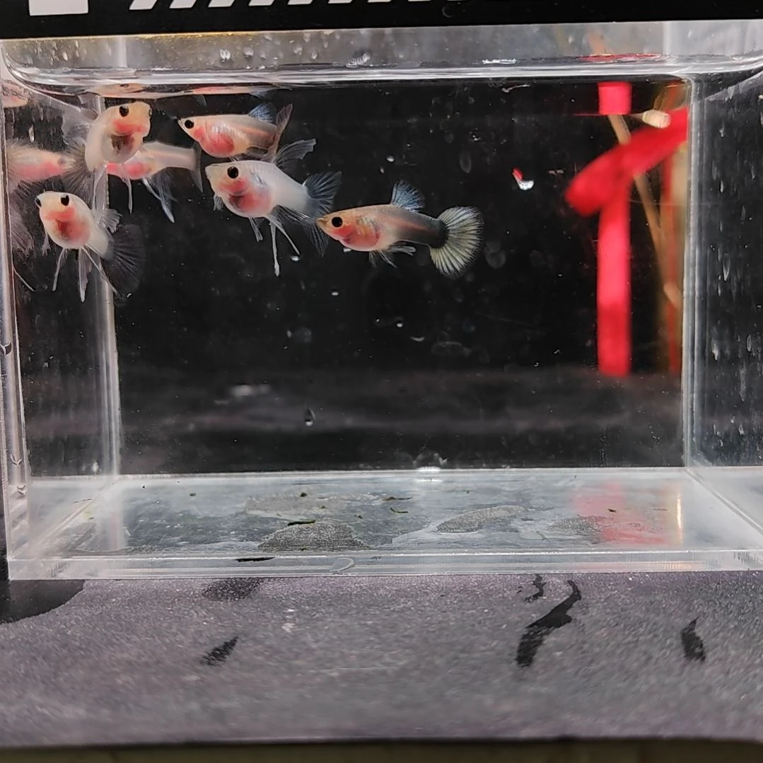 孔雀鱼编号28蓝礼服玻璃猫C