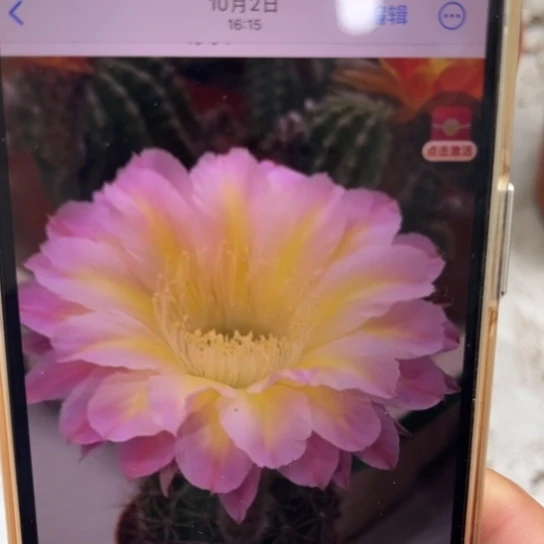 露露黄心紫柱子大球