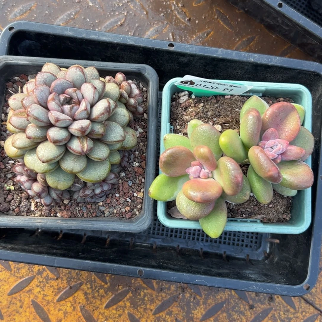 多肉一物一拍编号0120-91