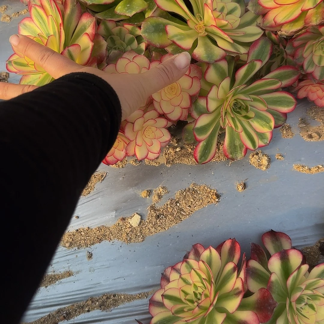 345荔枝。多肉植物