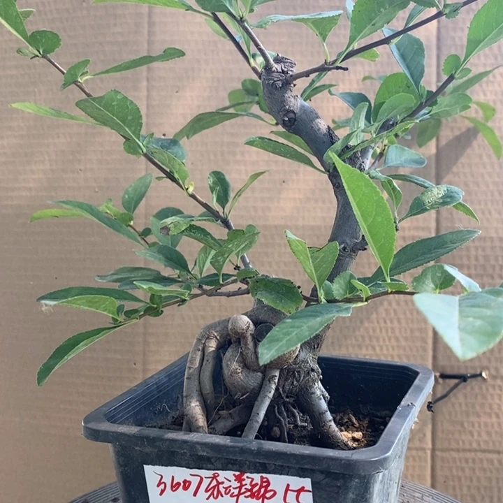 完全开放海棠品种yw y p w
