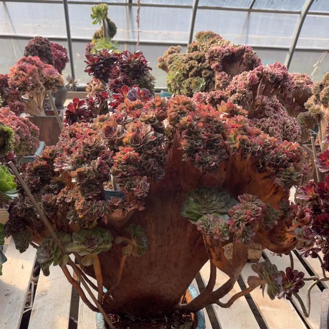 抹茶大板精品朵朵缀