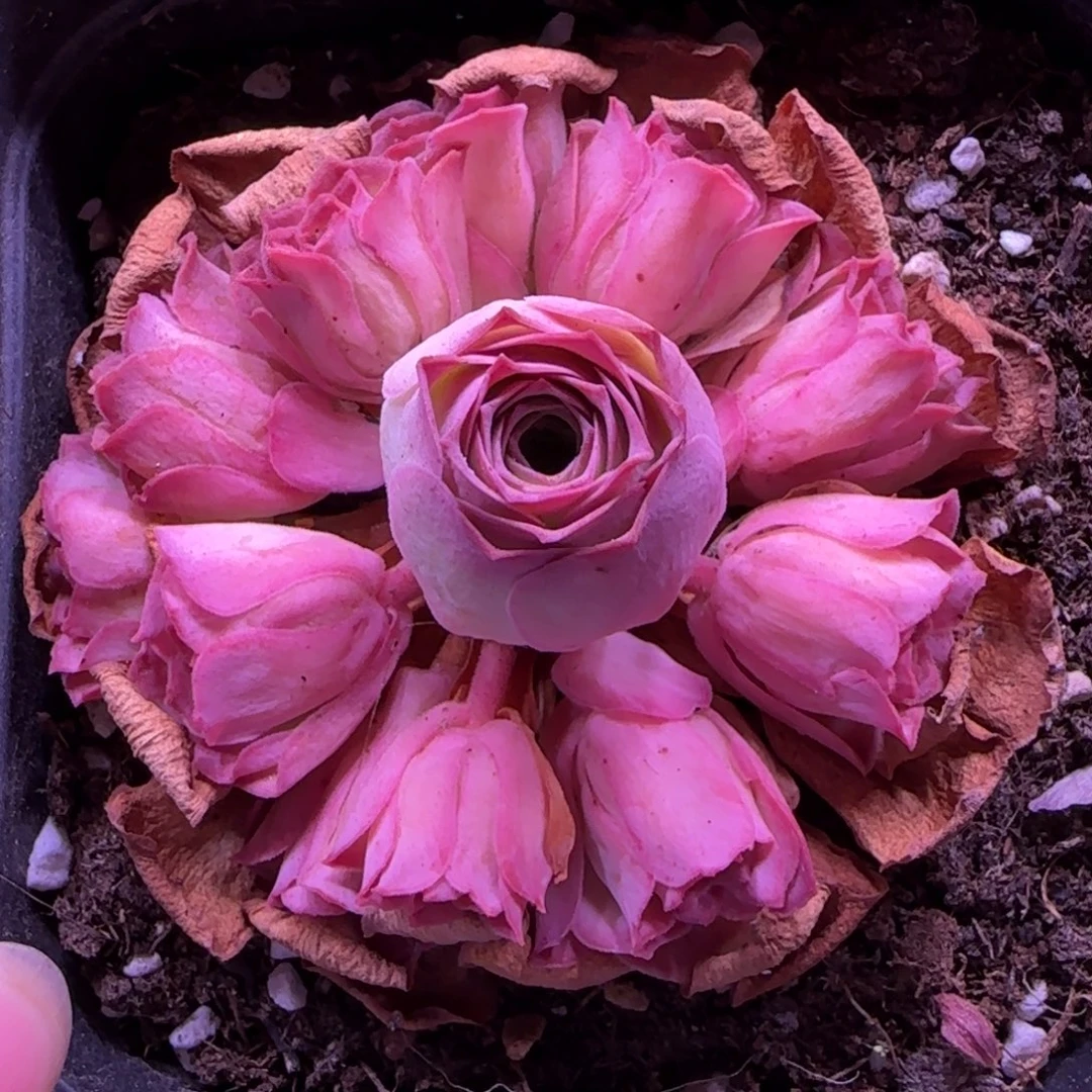 半城玫瑰黄帕Ａ002开播福利573