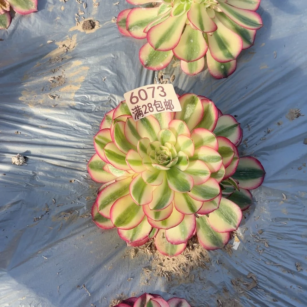 N. 6073清晨多肉