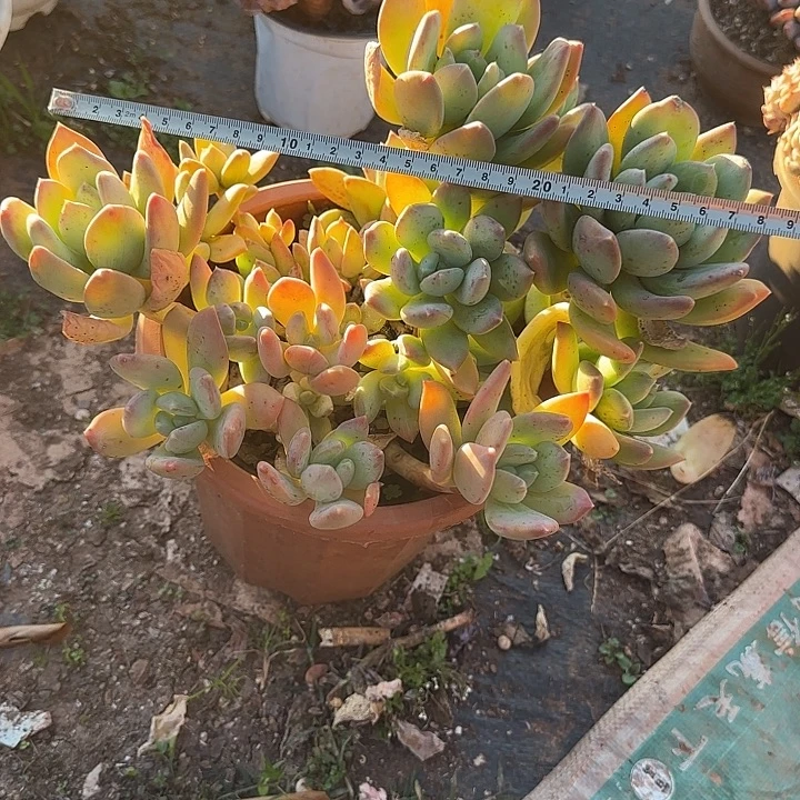 海洋之心306 多肉植物一物一拍