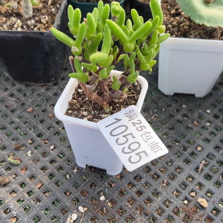 短耳朵595，一物一拍带盆