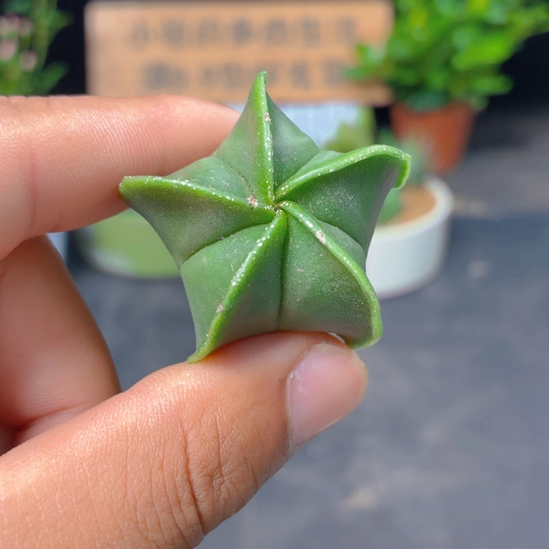 鸾凤玉9.9包邮发货