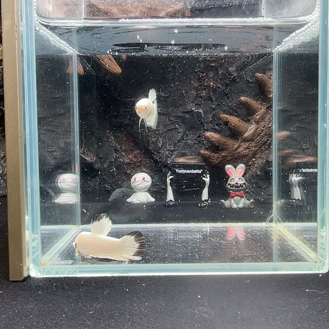 斗鱼十月八日竞价