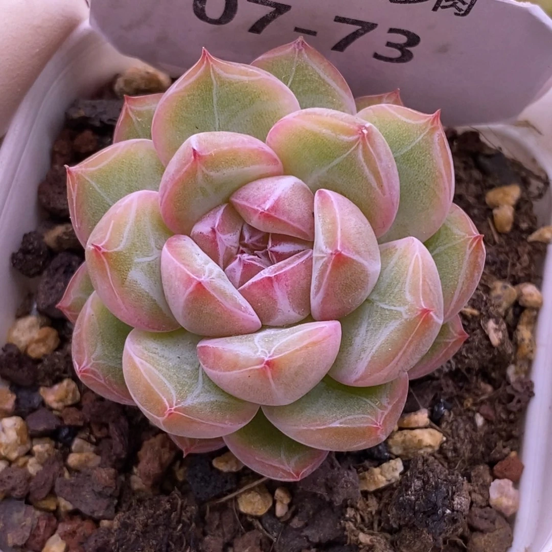 【闪购商品】07-73