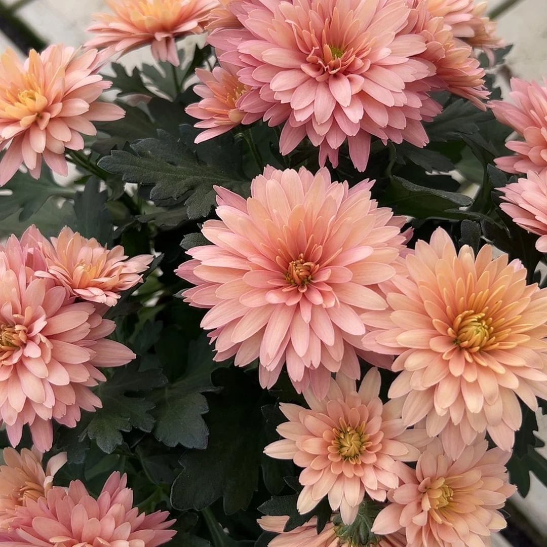 大部分花苞少量开放古典橙