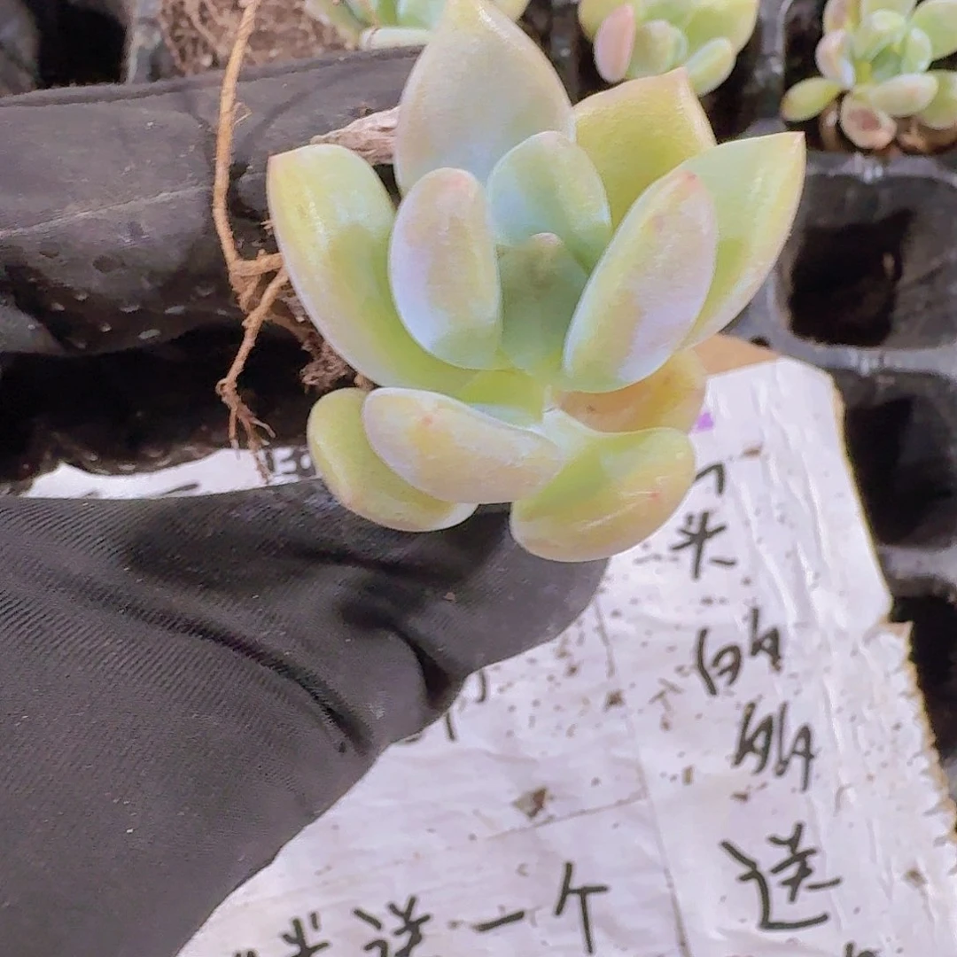 奥普琳娜两颗一组