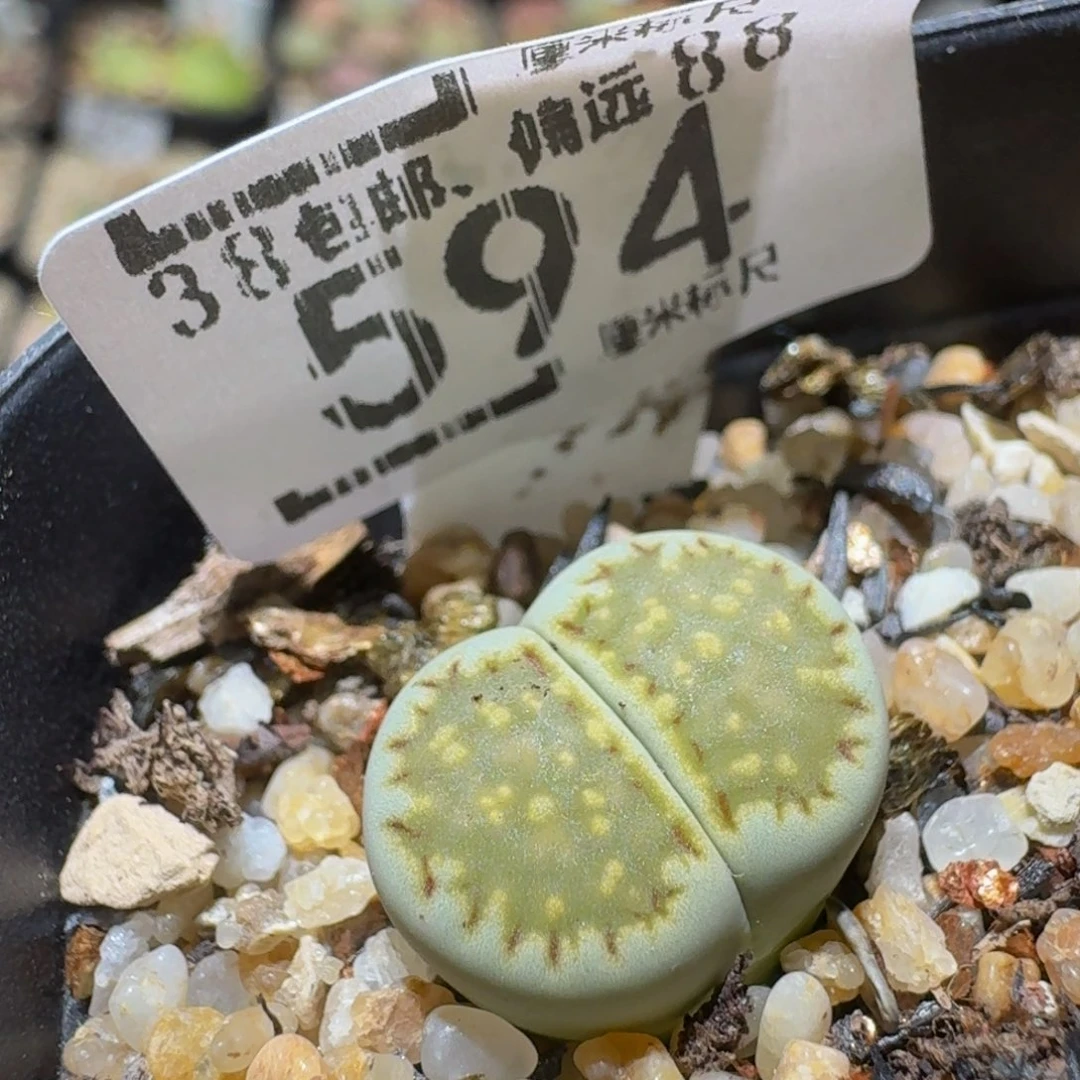 Ssss精品生石花594