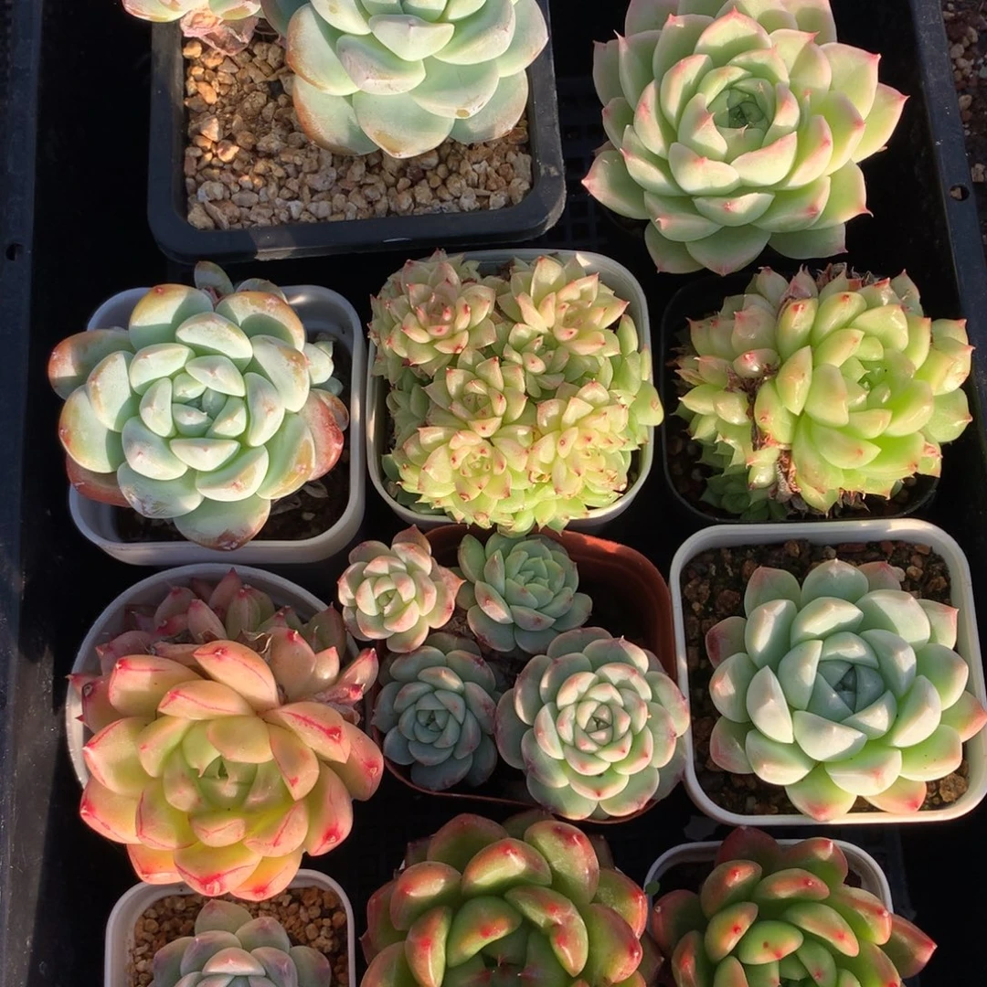 1113-60 套餐一组