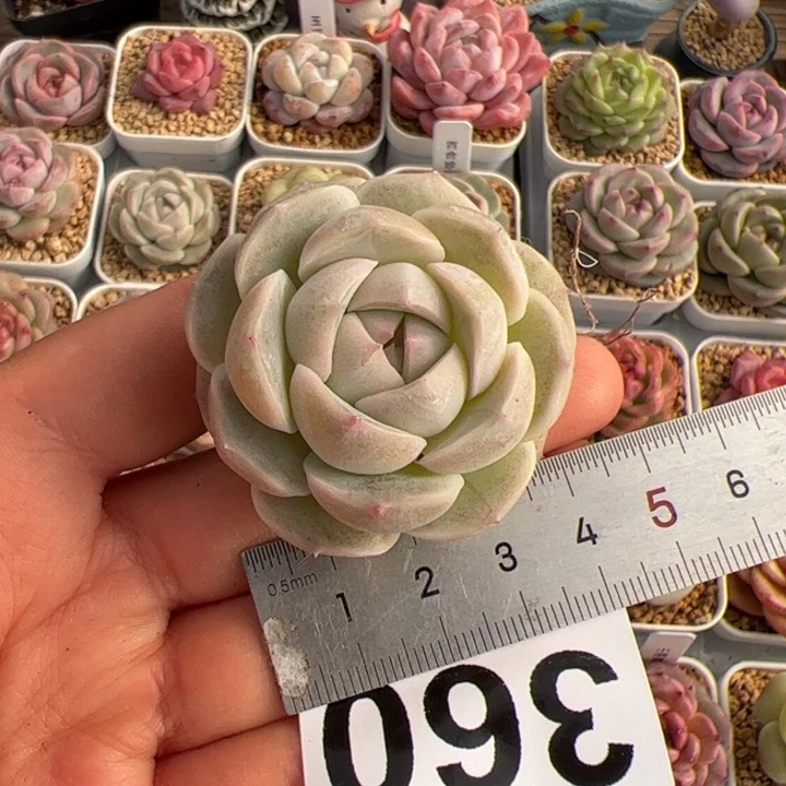 唯***?360 多肉植物组合盆栽