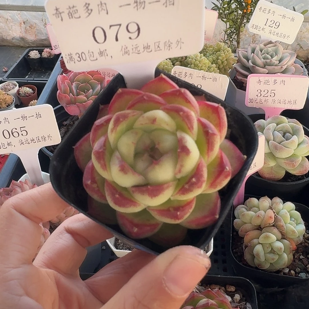 079 脱土 群生不包整 30元包邮非偏远