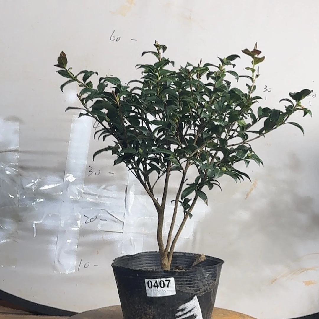 无花朵407上羽飞鸟48.8