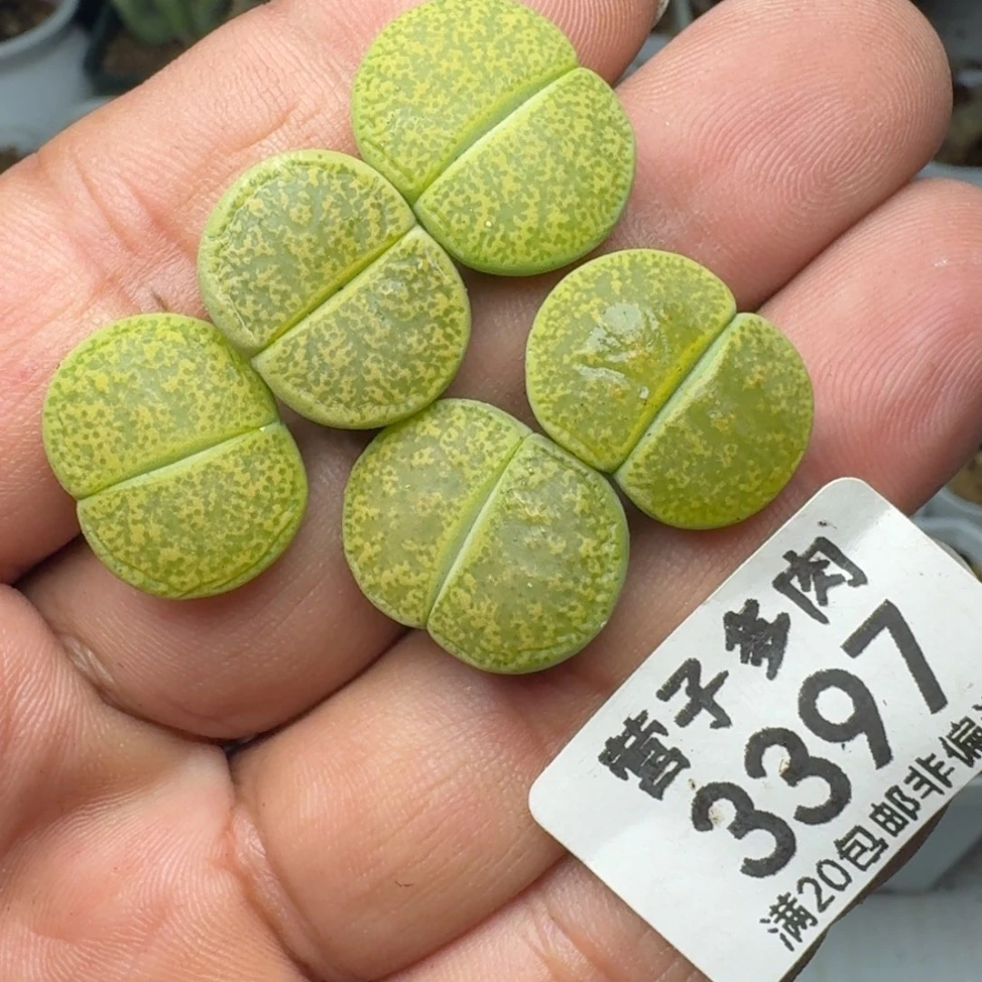 黄绿紫薰。