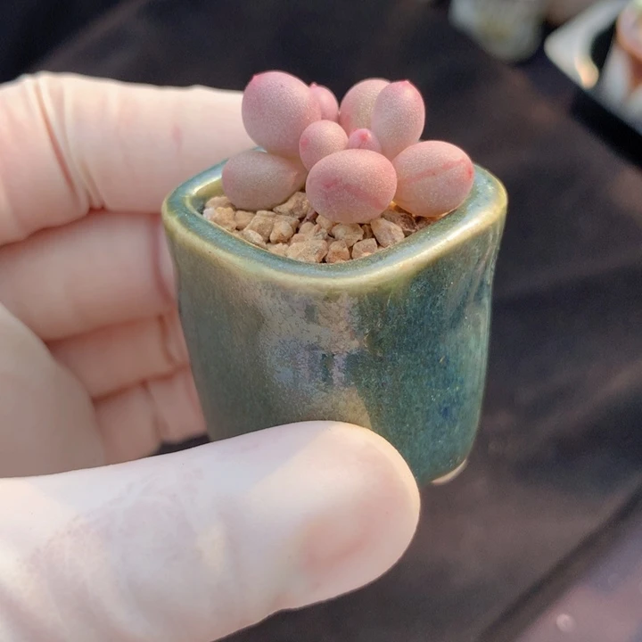 红宝石奶酪石化锦 稳定 双头 实物皮很薄晶体亮