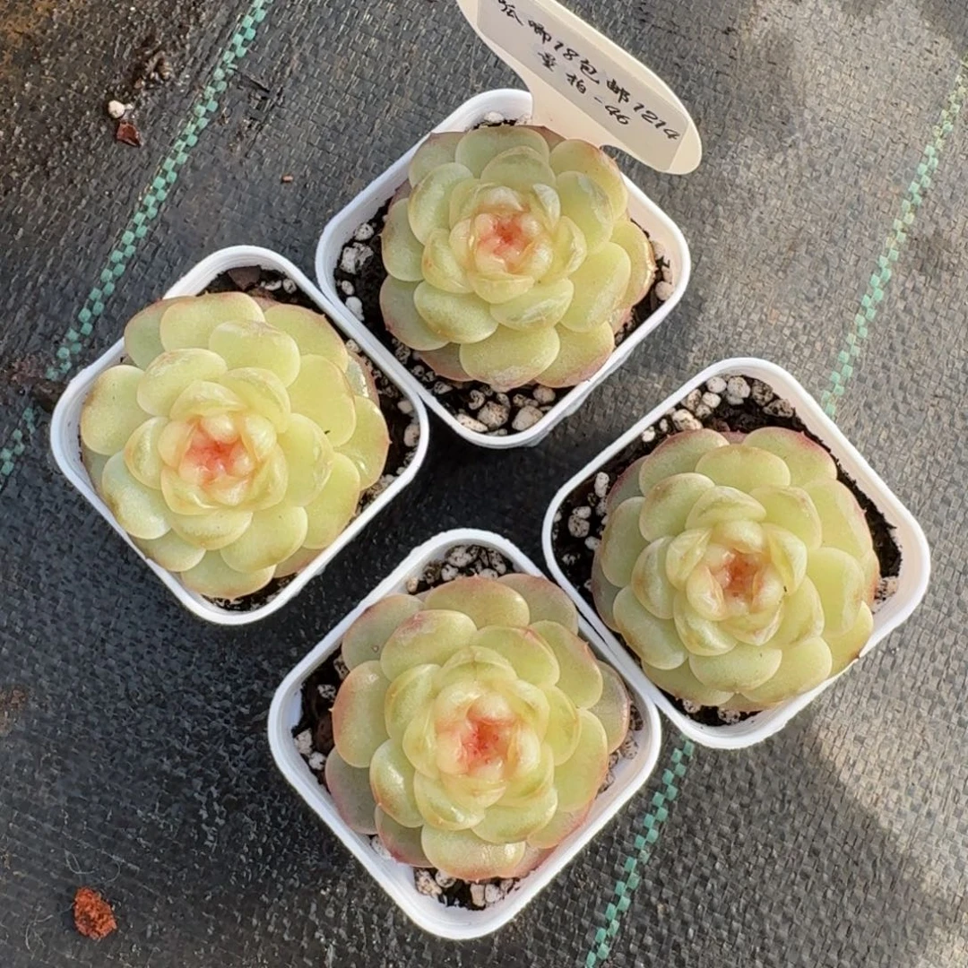 1214-046-假荷包蛋一颗量拍