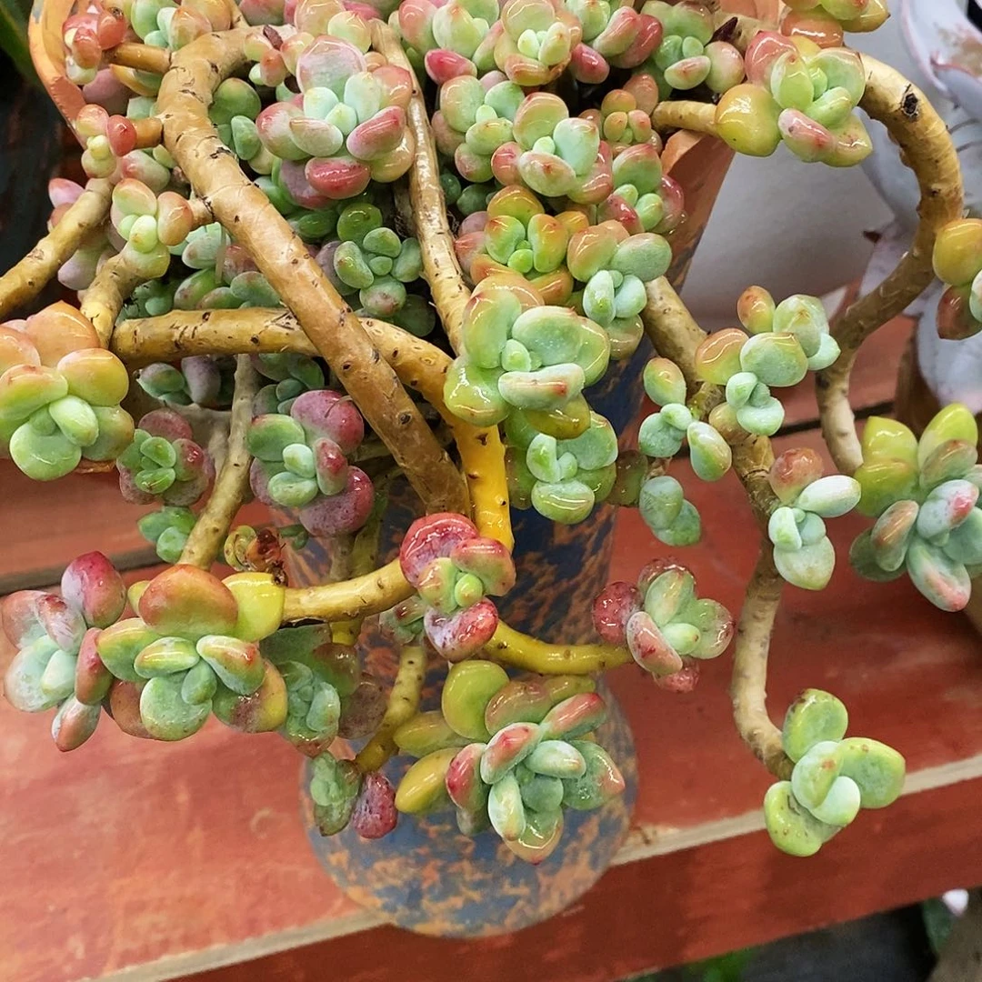 燕*姐老桩红洛神多肉植物