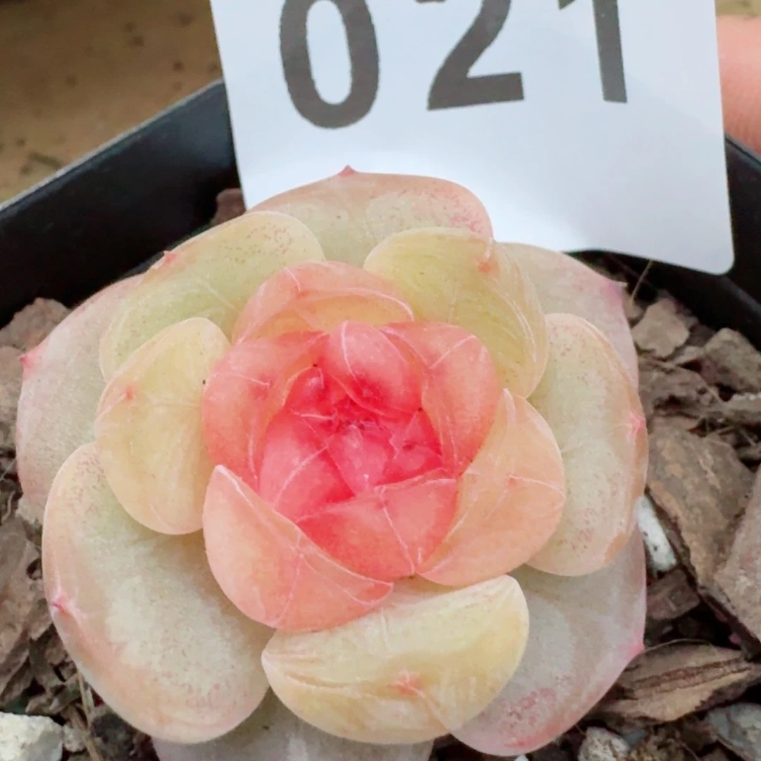 甜美珍妮模特         精品多肉