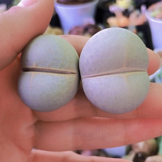 无花朵1158，3-3.2厘米开播福利