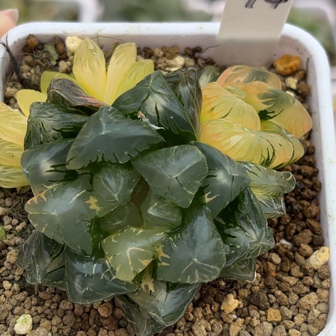 74老川灯芯玉露锦带仔