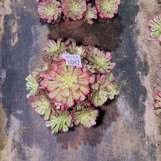 文*1047维纳斯多肉植物