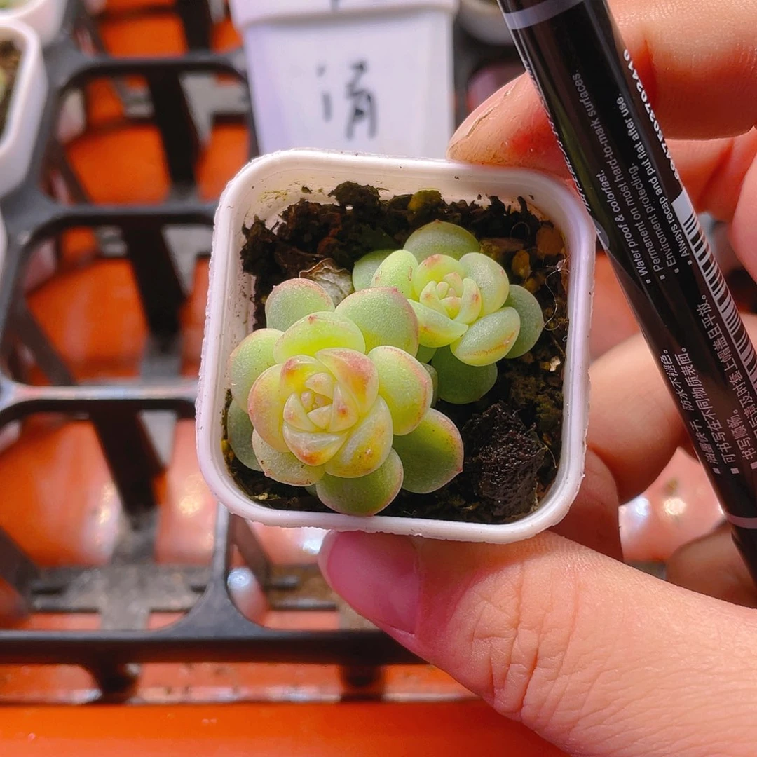 林*飘枝甜心双头盆一个满25包邮