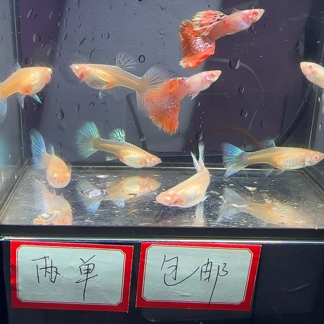 孔雀鱼象耳白子清港鱼