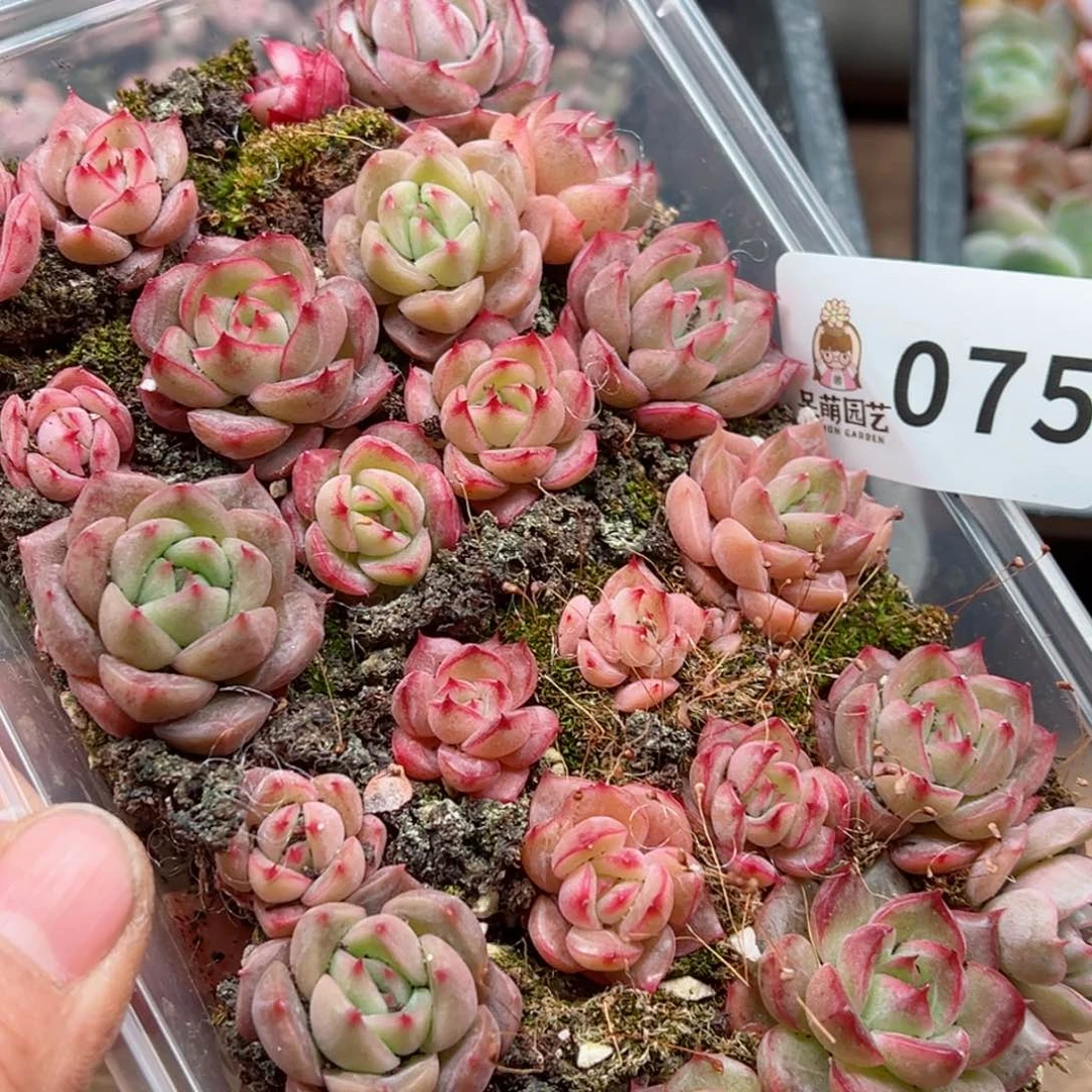 多肉植物多肉植物