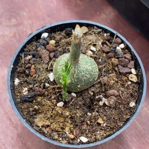 枫叶苦瓜3仙人球