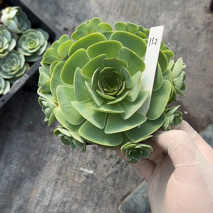 山地玫瑰一物一拍带盆发132号，不包断侧芽