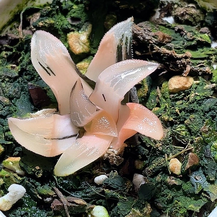 904克锦一物一拍的