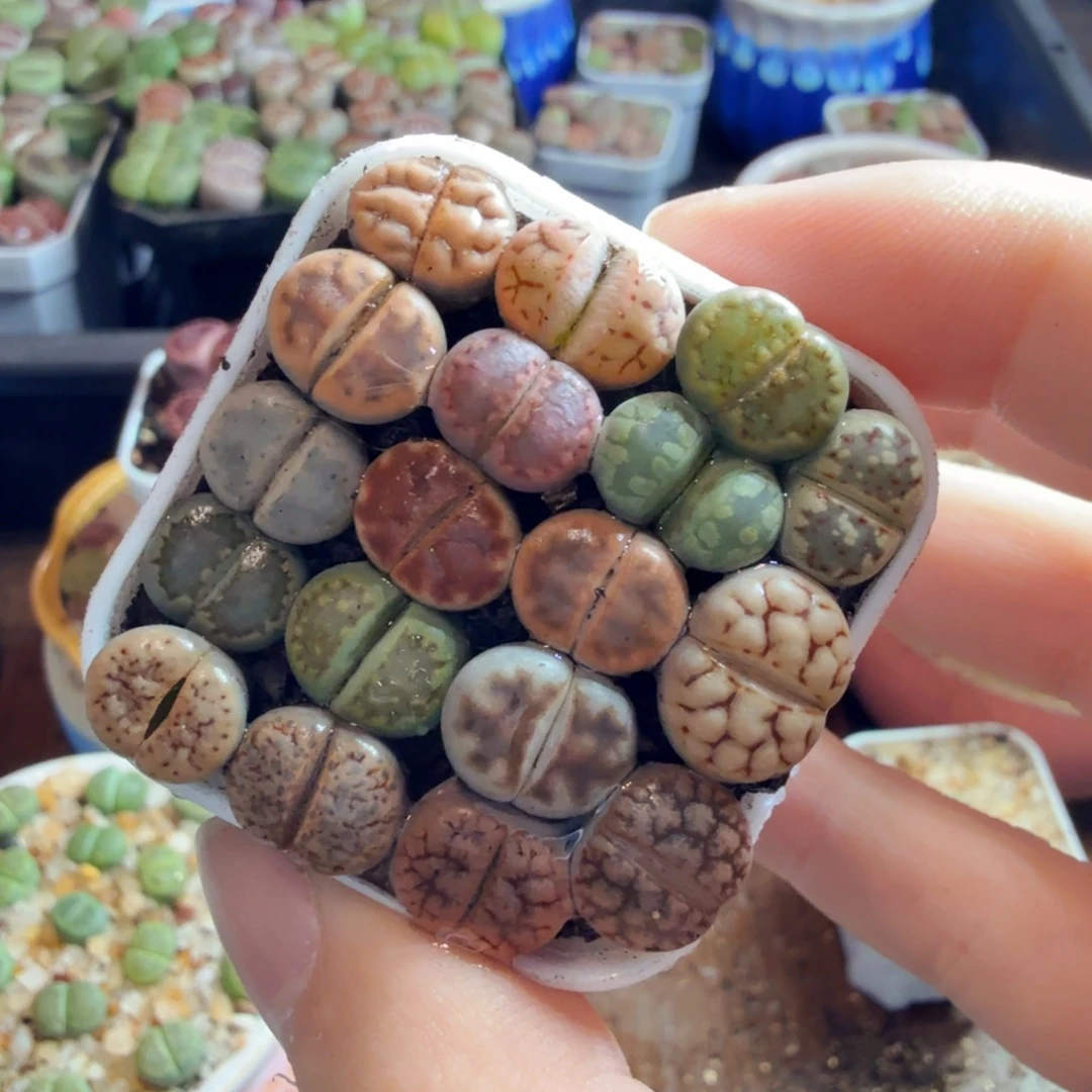 梧***树多肉植物的生长发育和638