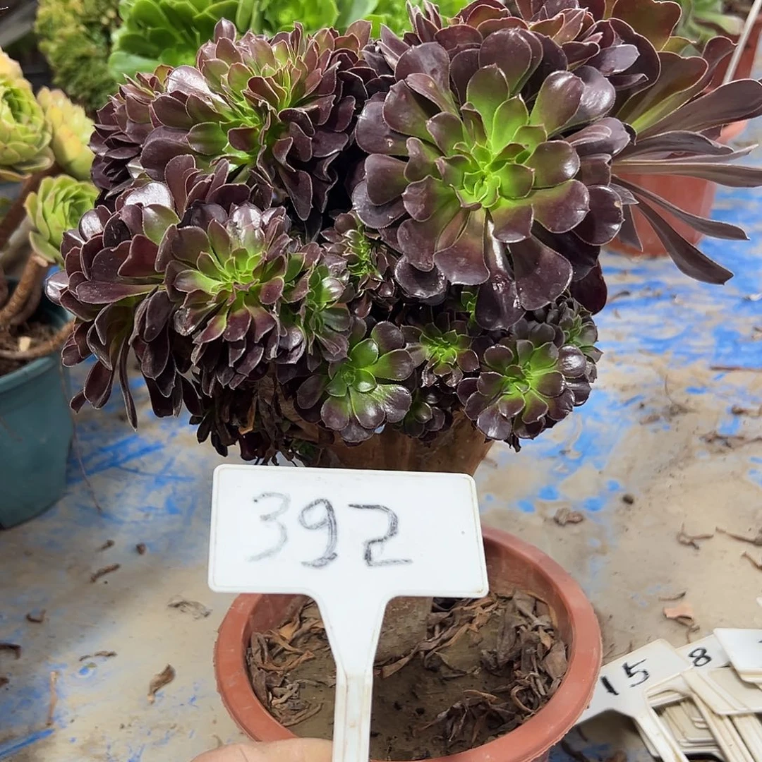 渔***化多肉植物欧子缀花花392