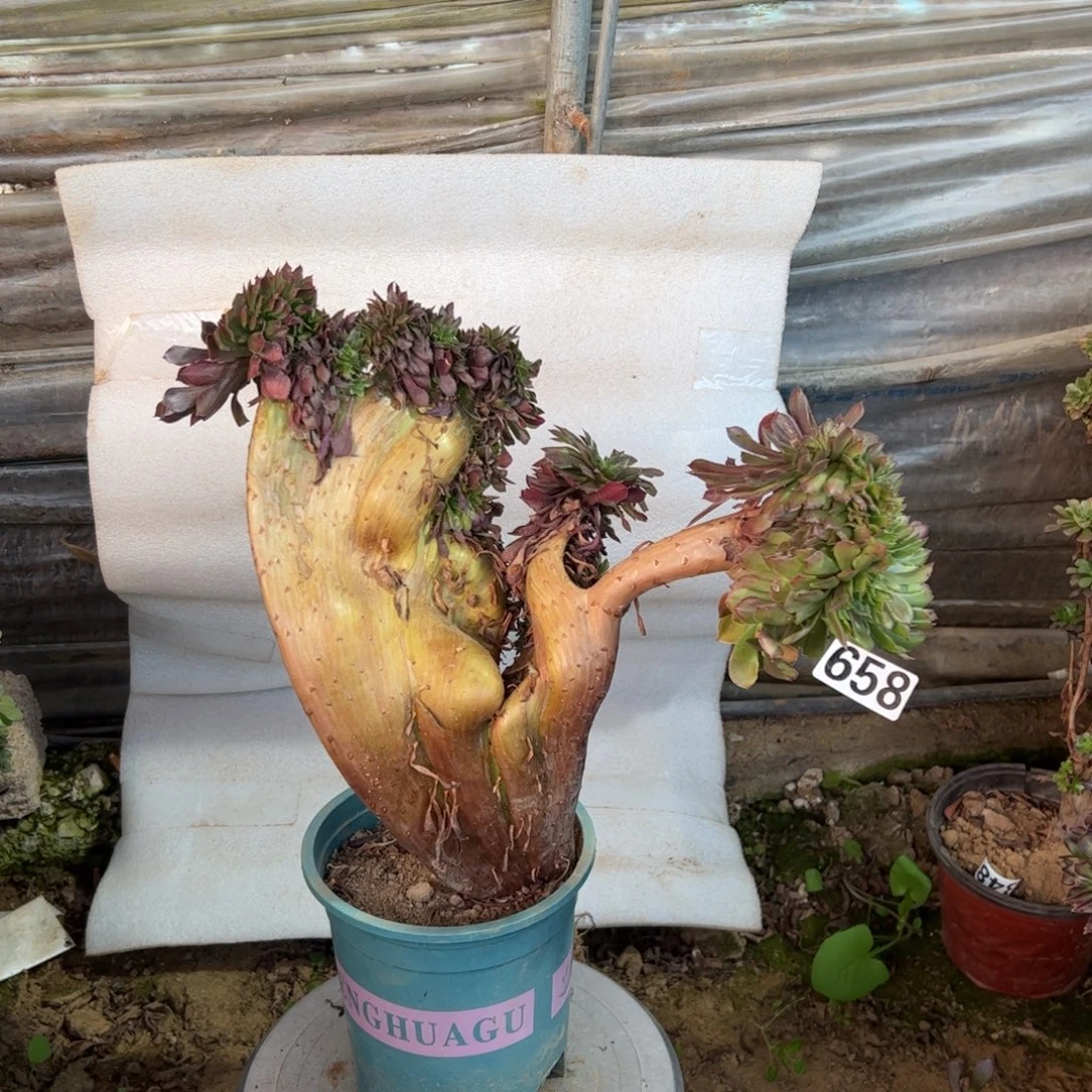 赢***彩有伤铜壶658宽高34随单发货