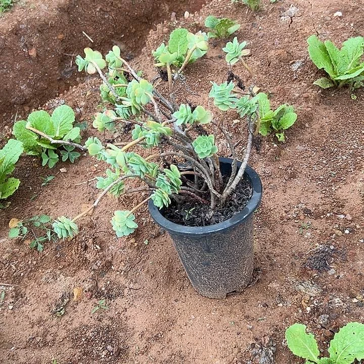 @***梦多肉植物实物直播实物143