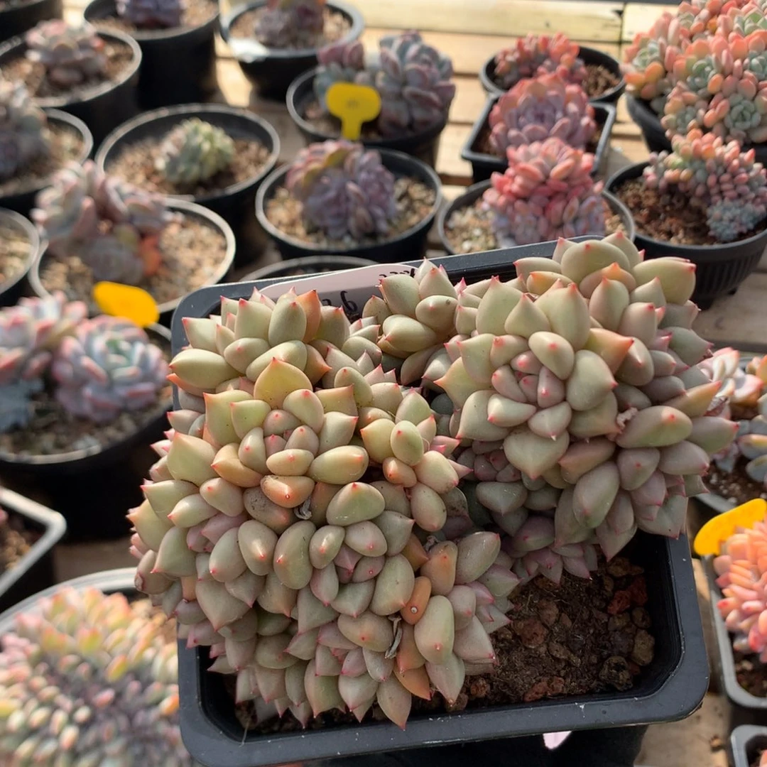 14厘米22头黄金象牙 无砍 126