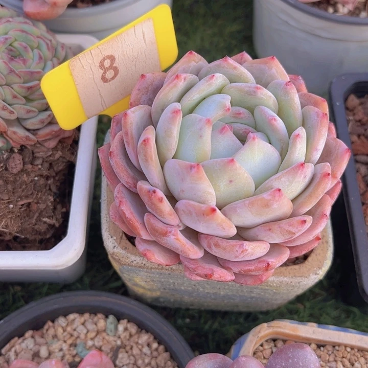 健健康康平平安安