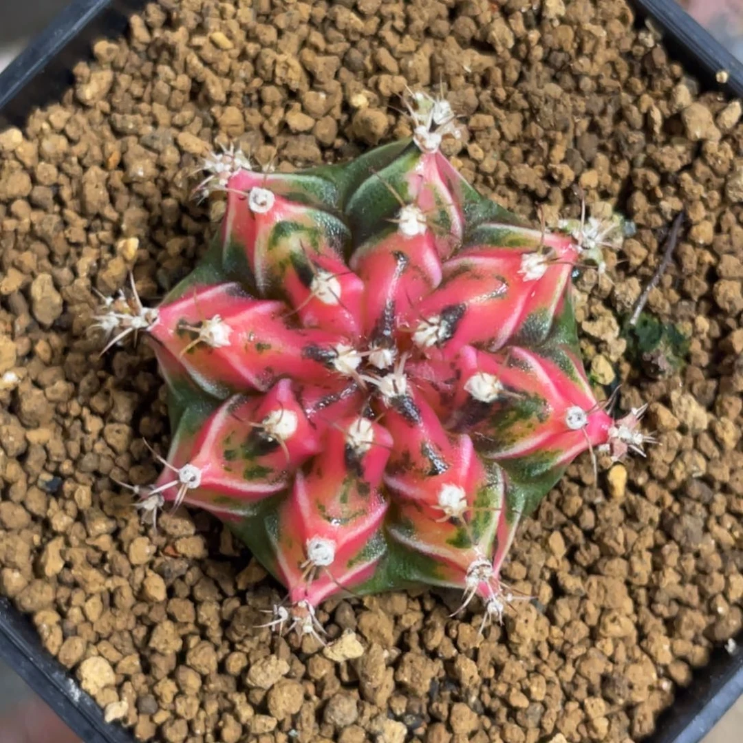 当前无花朵，栽培后可花朵橘粉虎斑米哈